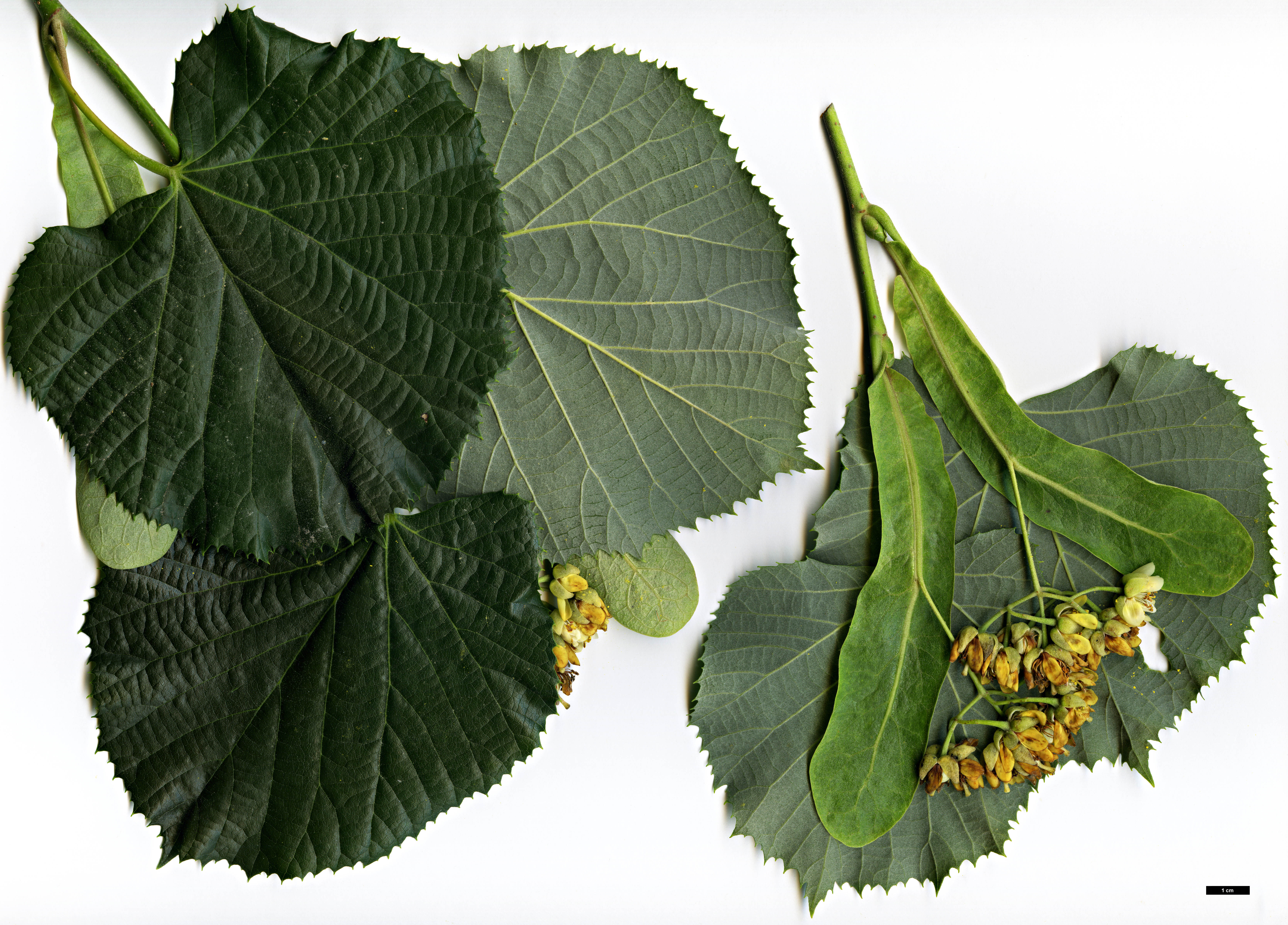 High resolution image: Family: Malvaceae - Genus: Tilia - Taxon: tomentosa - SpeciesSub: ‘Chelsea Sentinel’